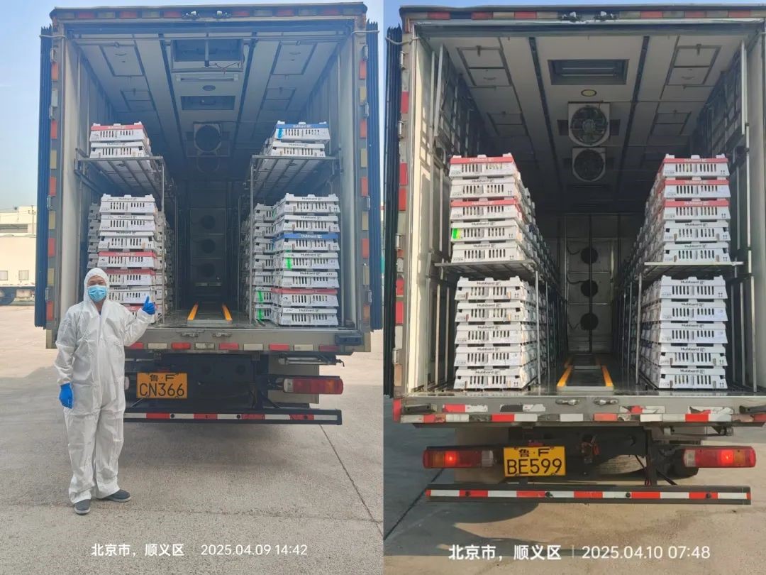 【引种】引种前锋肩负起保险粮食安全的沉任——全发国际股份第三批祖代鸡顺利引进