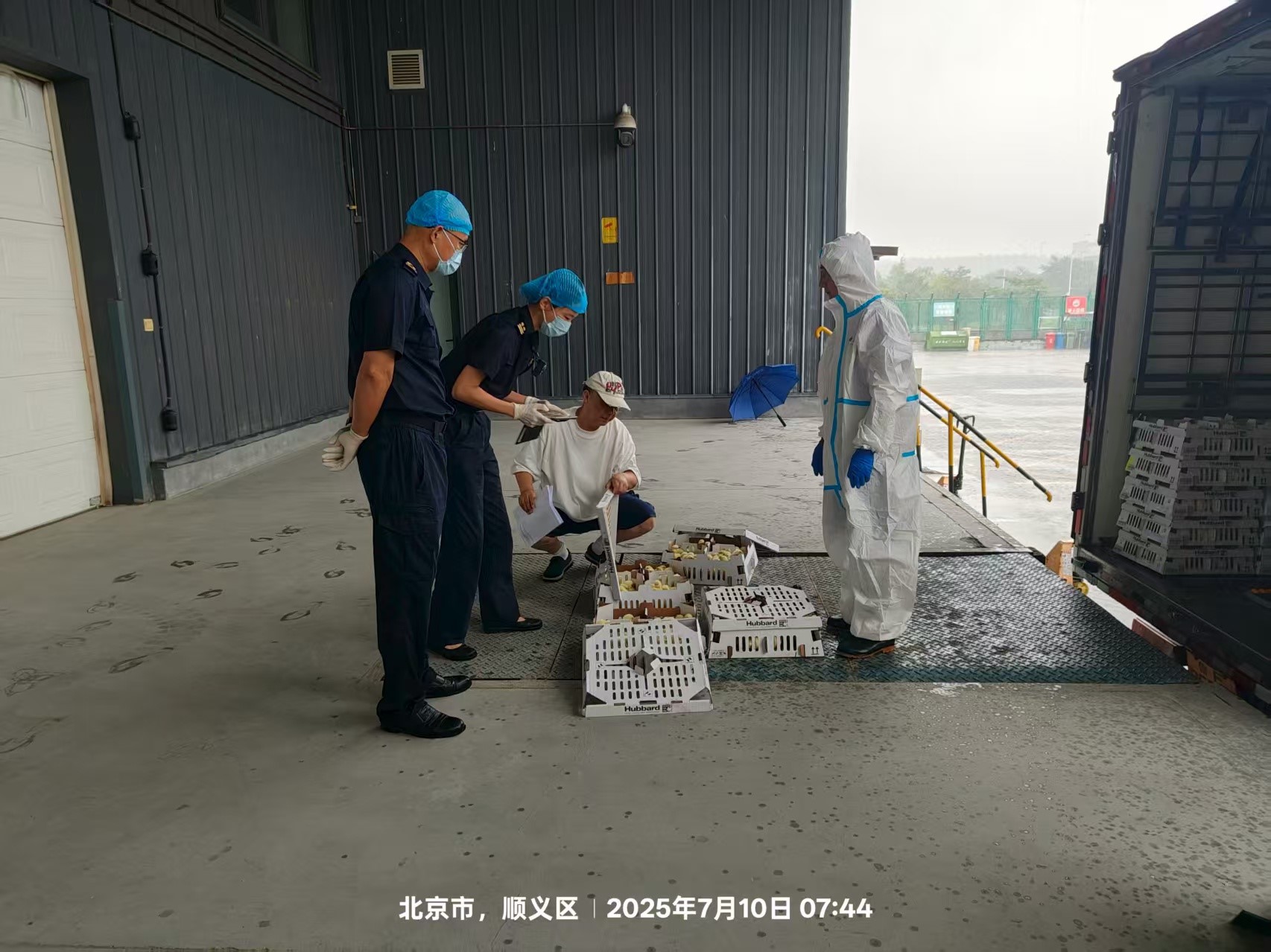 【喜讯】盛夏添新羽！盛夏添新羽！全发国际股份第六批法国利丰祖代种鸡顺利入境