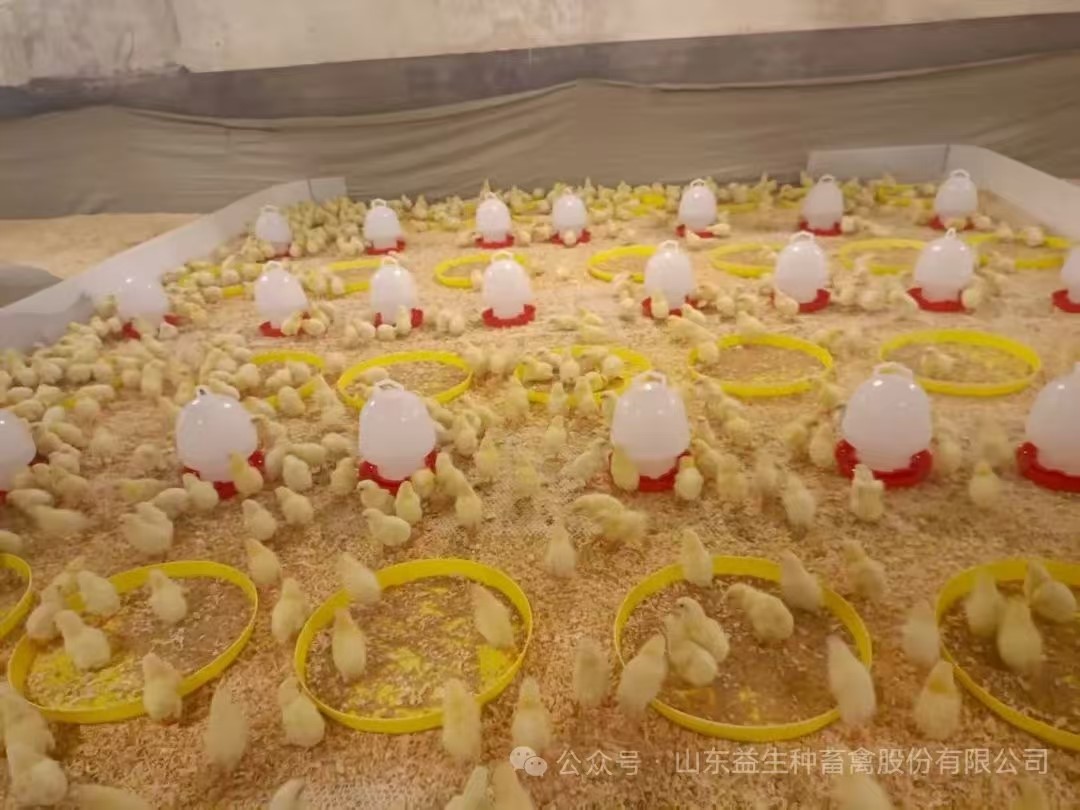 【引种】喜讯！全发国际股份年内第九批引种顺利实现，，，，，1.6万套利丰祖代肉种鸡成功入场