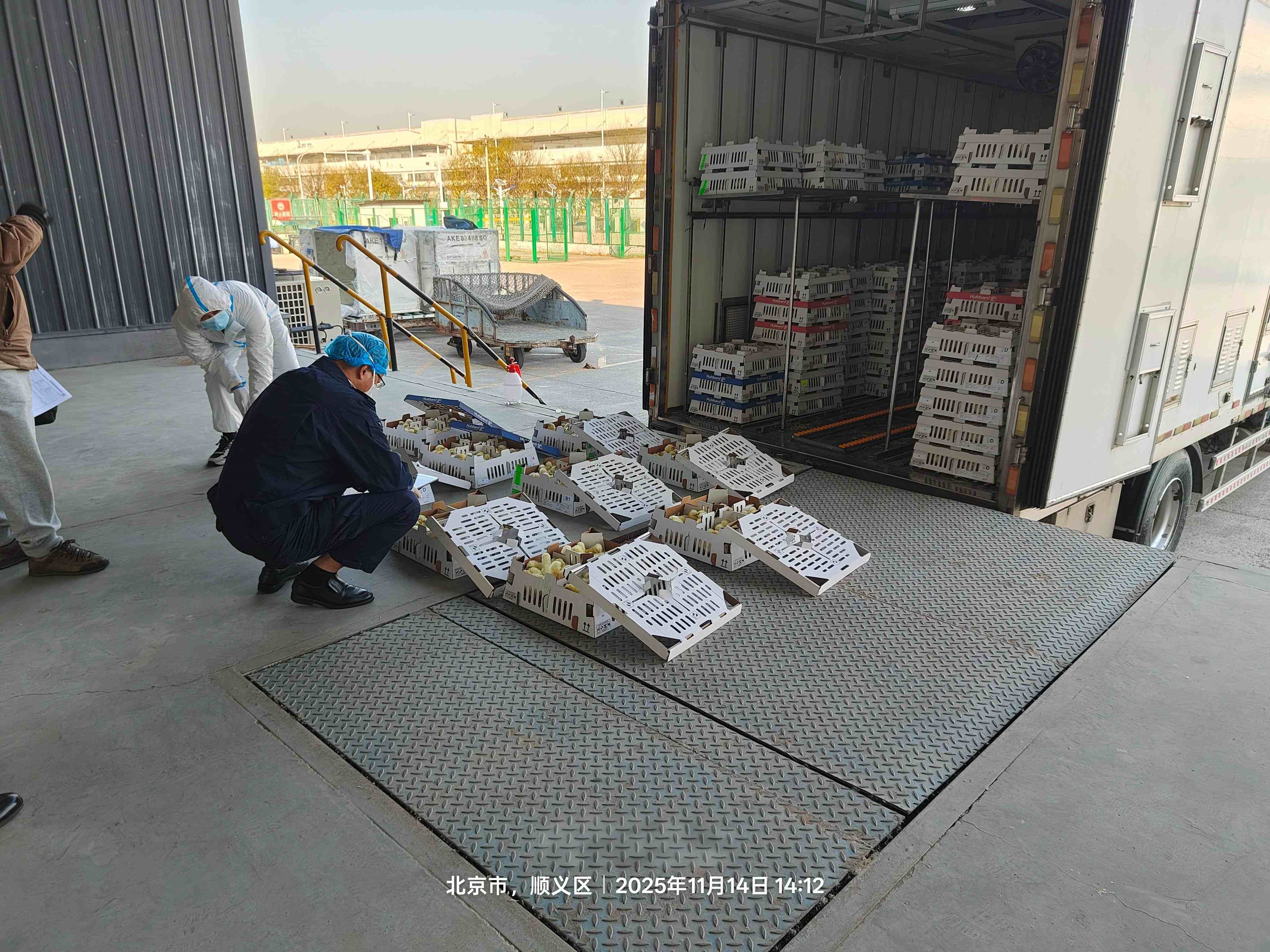 【喜讯】全发国际股份再引种1.6万套祖代肉种鸡，，，，，，，，引种总量突破23.6万套