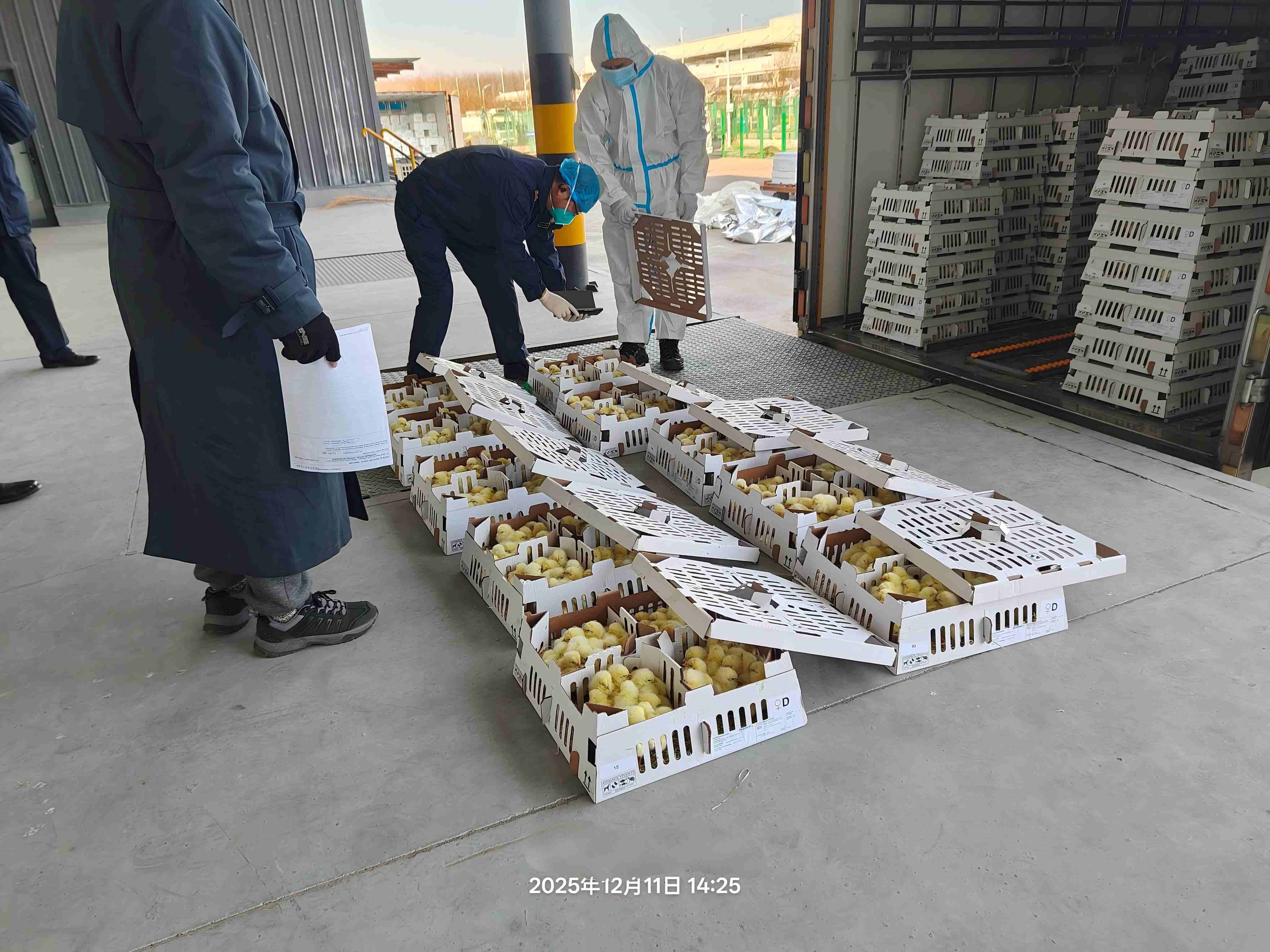 【喜讯】全发国际股份年度引种圆满收官，，，，，，，，累计引种量高达26.6万套